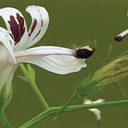 andrographis flower