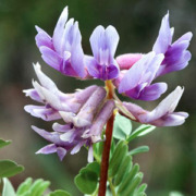 astragalus flower