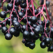 elderberry fruit