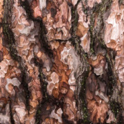 maritime pine bark stem