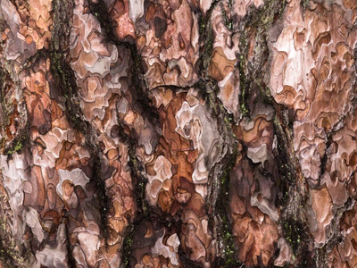 maritime pine bark stem