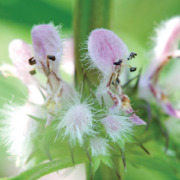 motherwort flower