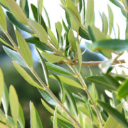 olive leaf leaves