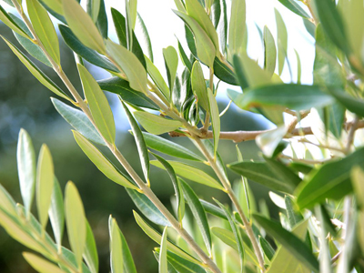 olive leaf leaves