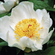 paeonia flower