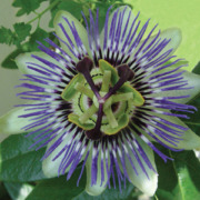 passionflower flower