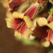 rehmannia flower