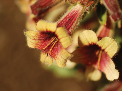 rehmannia flower